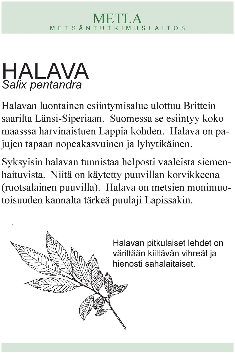 Syksyisin halavan tunnistaa helposti vaaleista siemenhaituvista.