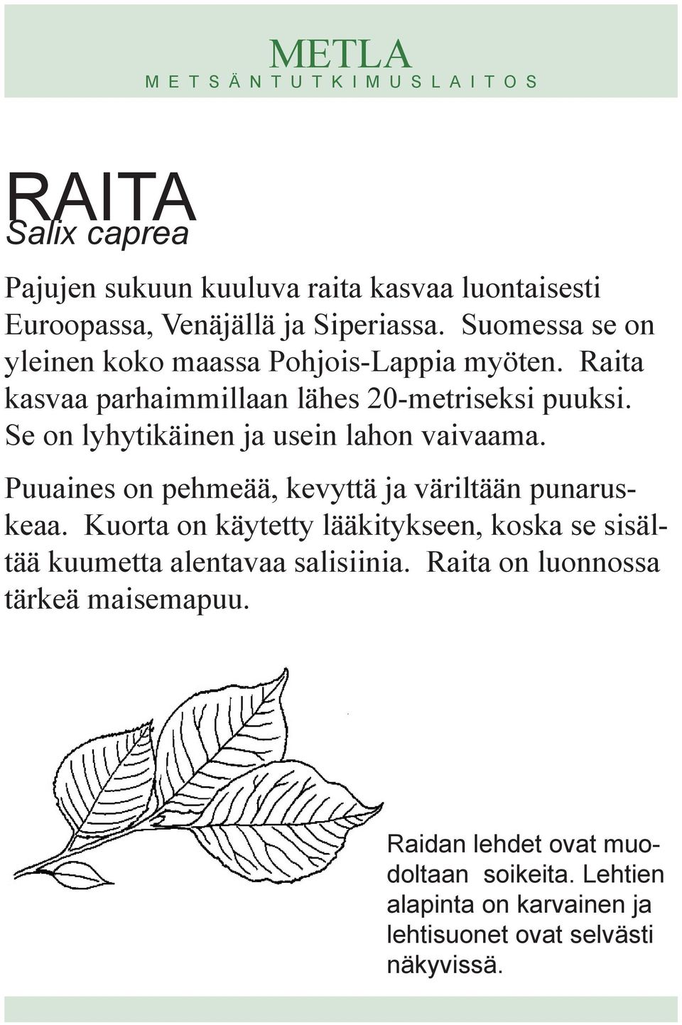 Se on lyhytikäinen ja usein lahon vaivaama. Puuaines on pehmeää, kevyttä ja väriltään punaruskeaa.