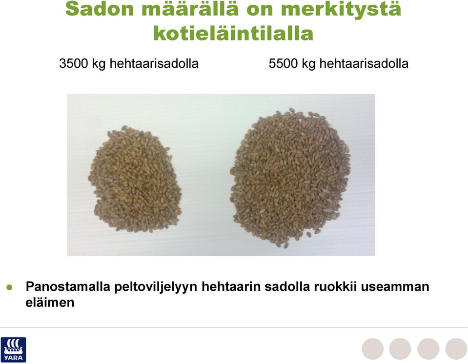 5500 kg hehtaarisadolla Panostamalla