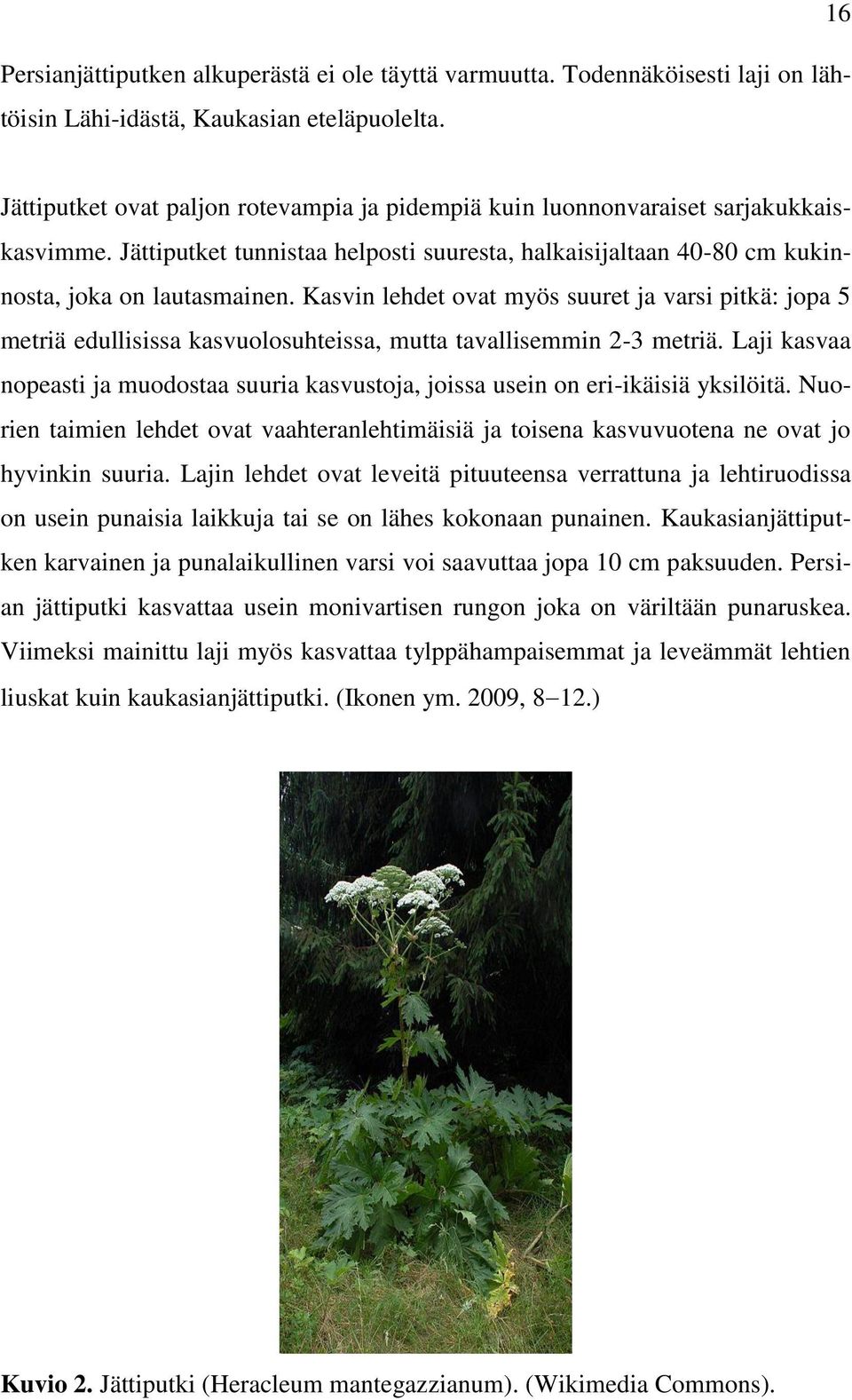 Kasvin lehdet ovat myös suuret ja varsi pitkä: jopa 5 metriä edullisissa kasvuolosuhteissa, mutta tavallisemmin 2-3 metriä.