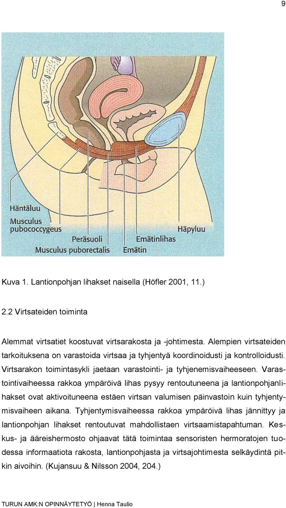 Varastointivaiheessa rakkoa ympäröivä lihas pysyy rentoutuneena ja lantionpohjanlihakset ovat aktivoituneena estäen virtsan valumisen päinvastoin kuin tyhjentymisvaiheen aikana.