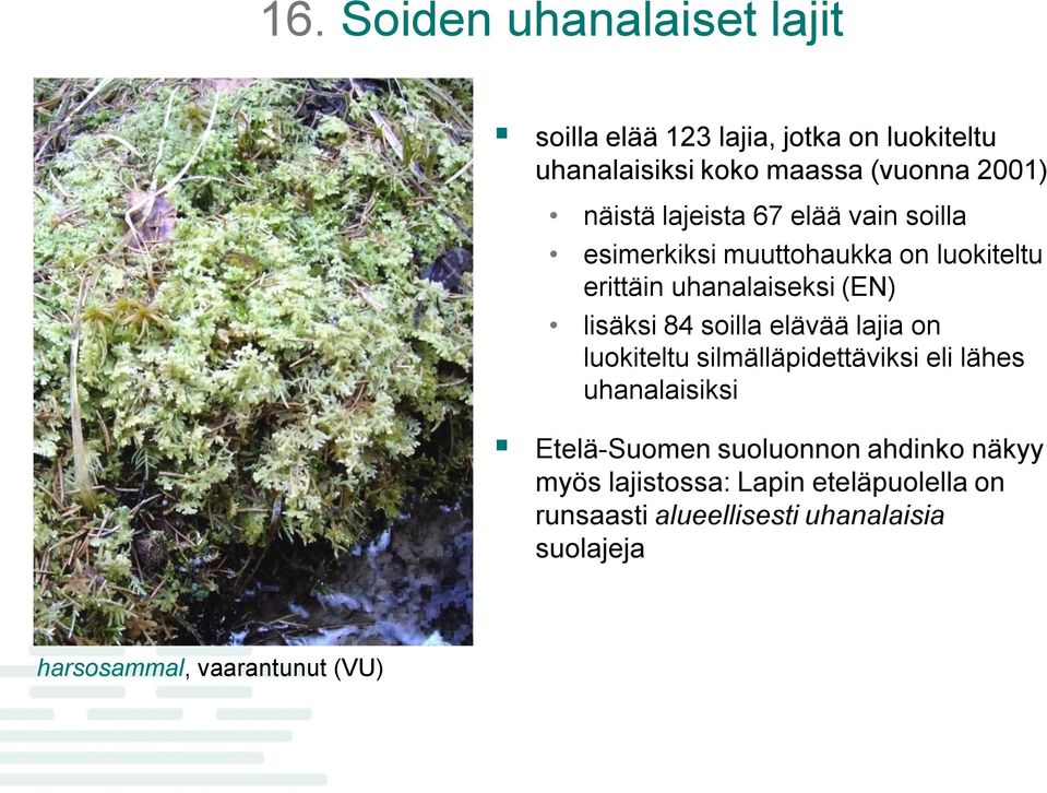 soilla elävää lajia on luokiteltu silmälläpidettäviksi eli lähes uhanalaisiksi Etelä-Suomen suoluonnon ahdinko