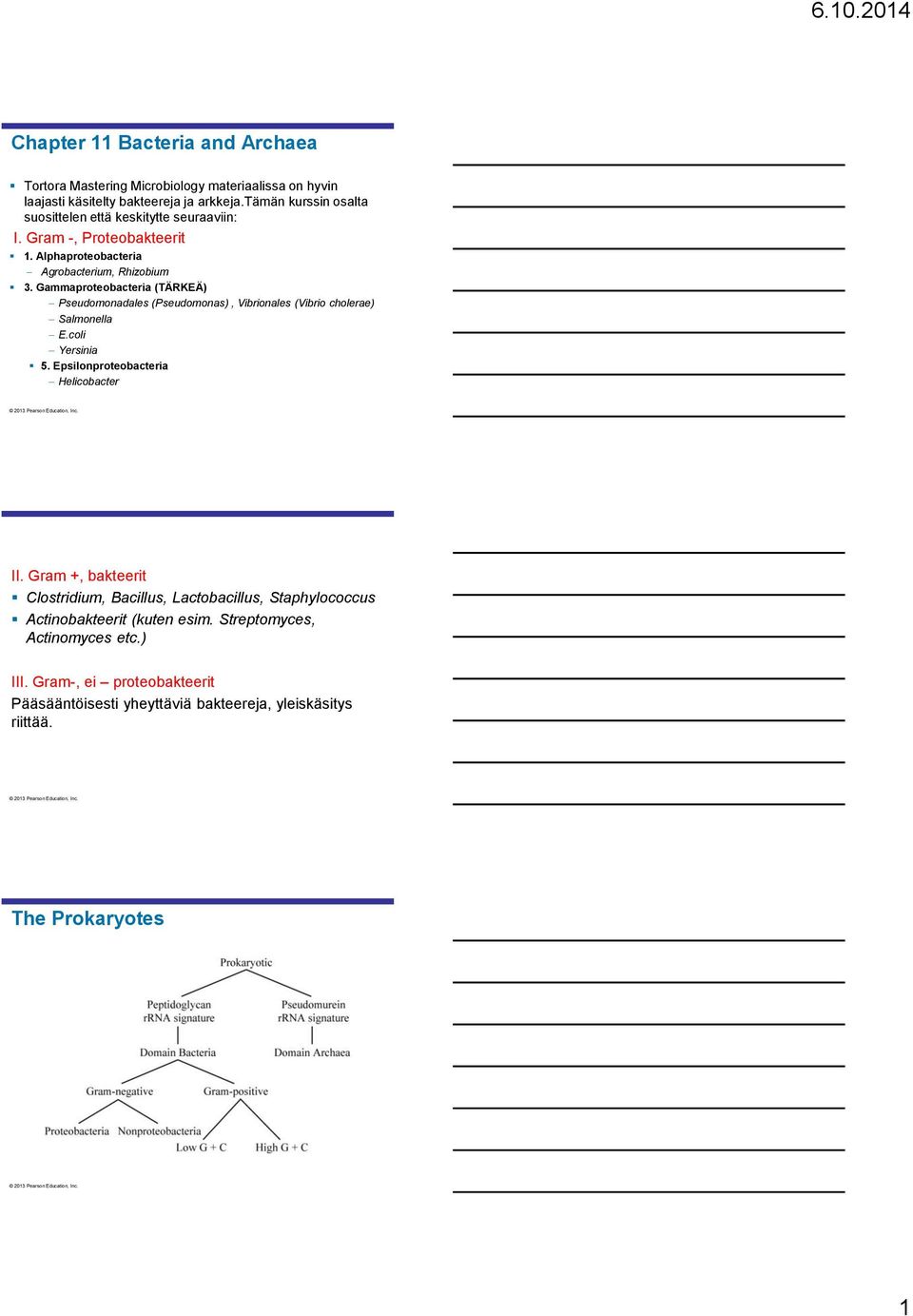 Gammaproteobacteria (TÄRKEÄ) Pseudomonadales (Pseudomonas), Vibrionales (Vibrio cholerae) Salmonella E.coli Yersinia 5. Epsilonproteobacteria Helicobacter II.