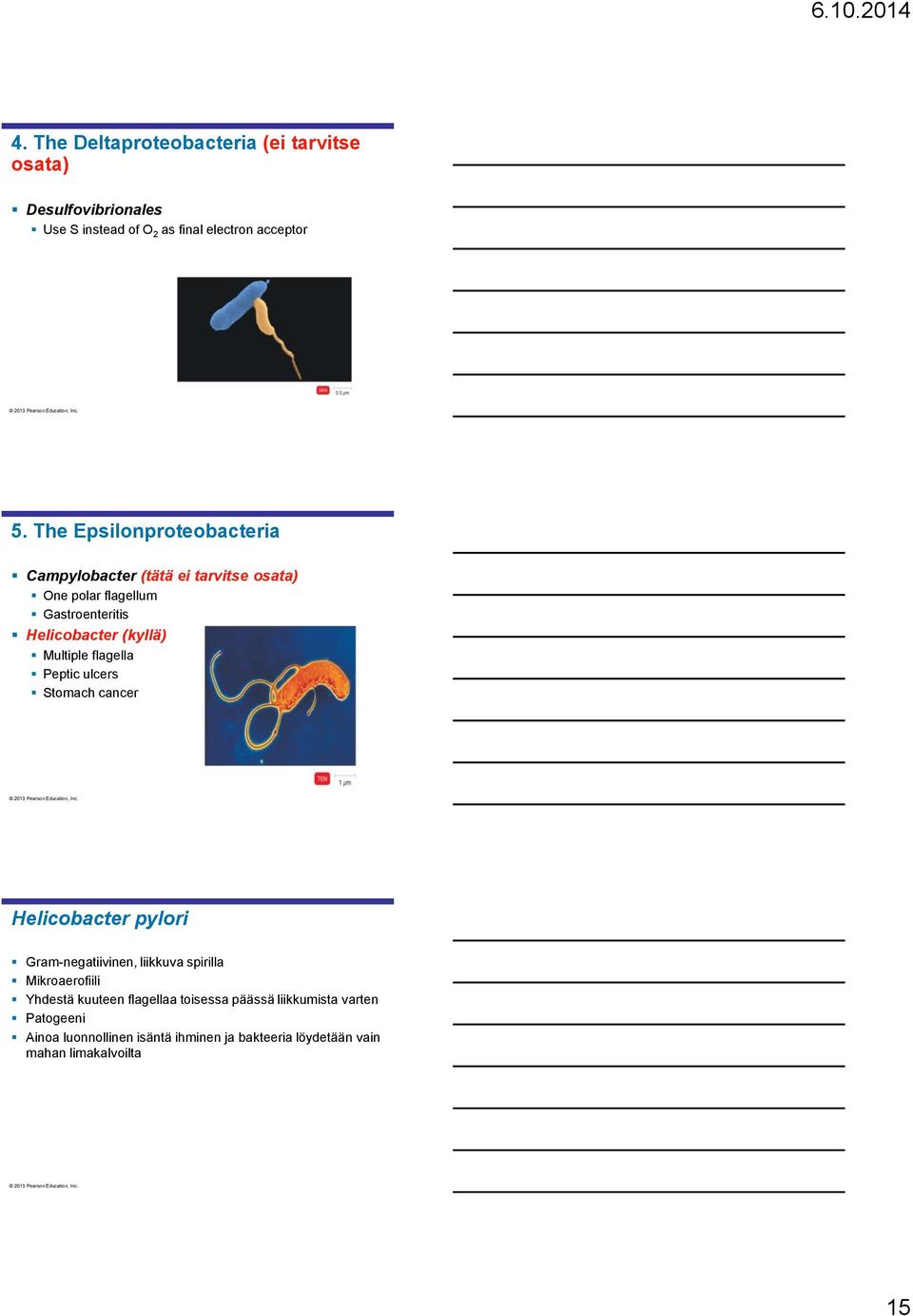 Multiple flagella Peptic ulcers Stomach cancer Helicobacter pylori Gram-negatiivinen, liikkuva spirilla Mikroaerofiili Yhdestä