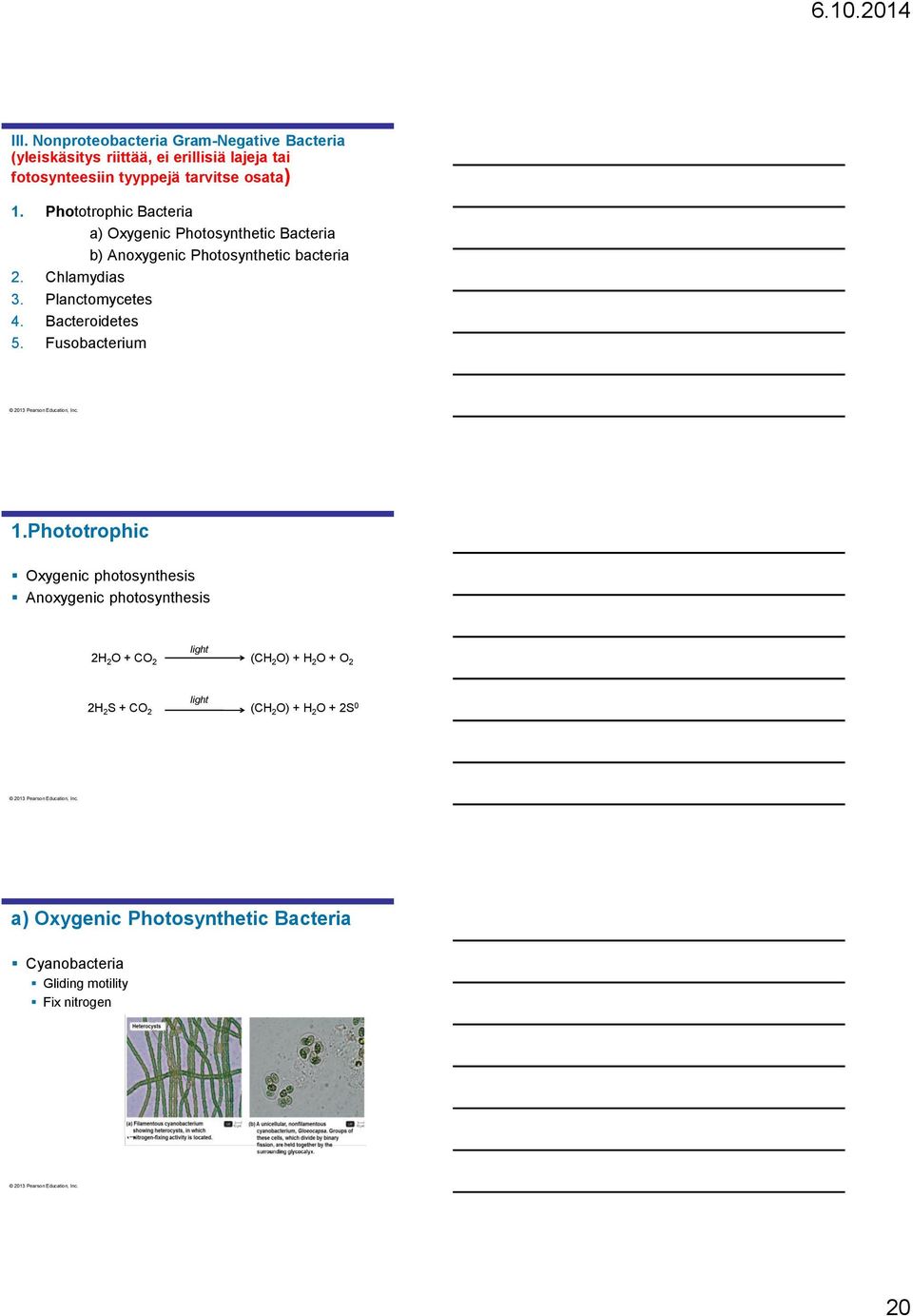 Bacteroidetes 5. Fusobacterium 1.