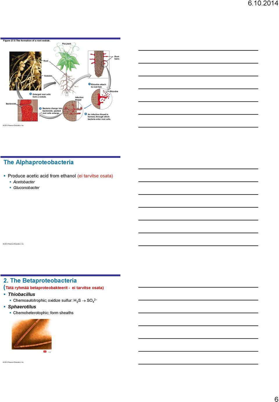 An infection thread is formed, through which bacteria enter root cells.