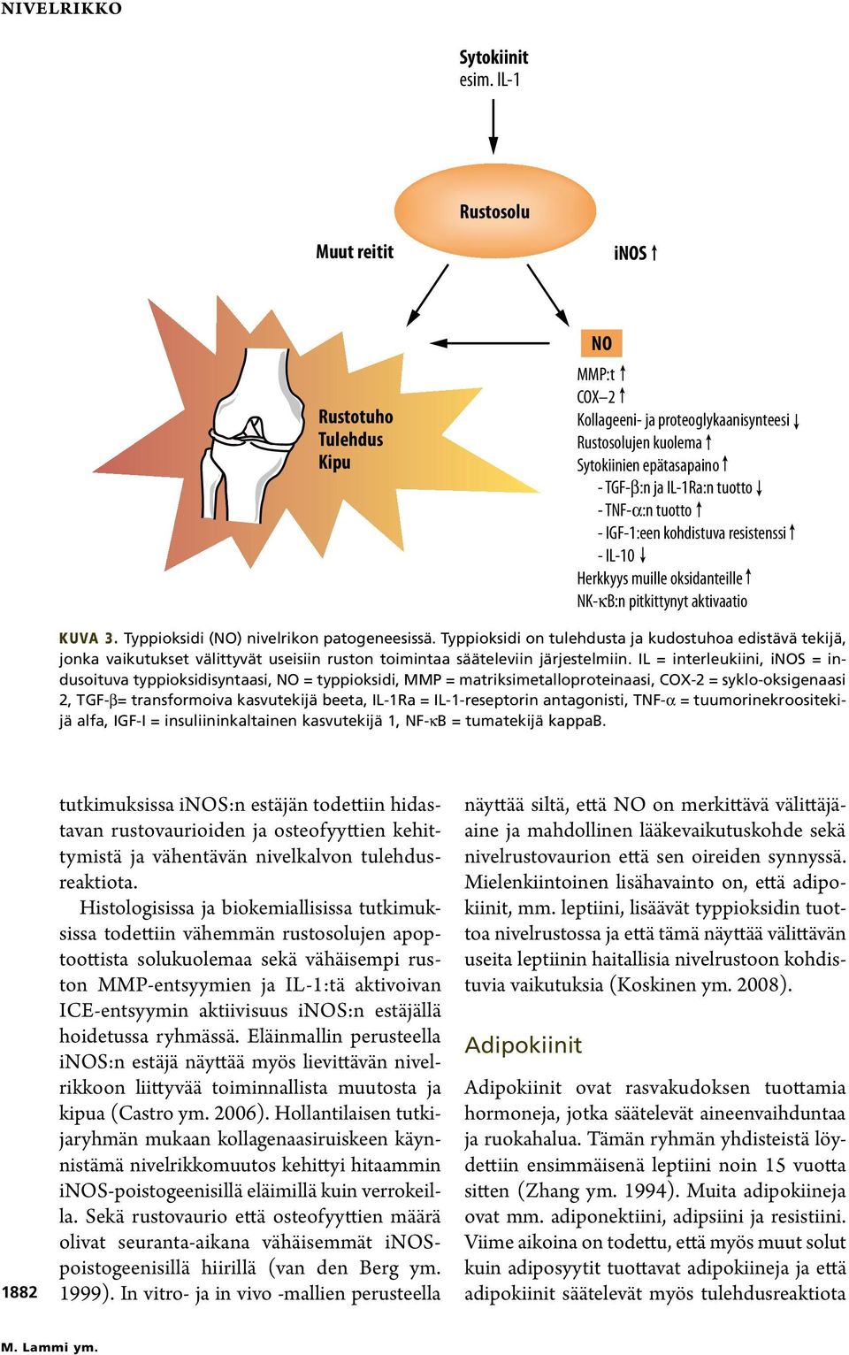 tuotto - IGF-1:een kohdistuva resistenssi - IL-10 Herkkyys muille oksidanteille NK- B:n pitkittynyt aktivaatio Kuva 3. Typpioksidi (NO) nivelrikon patogeneesissä.