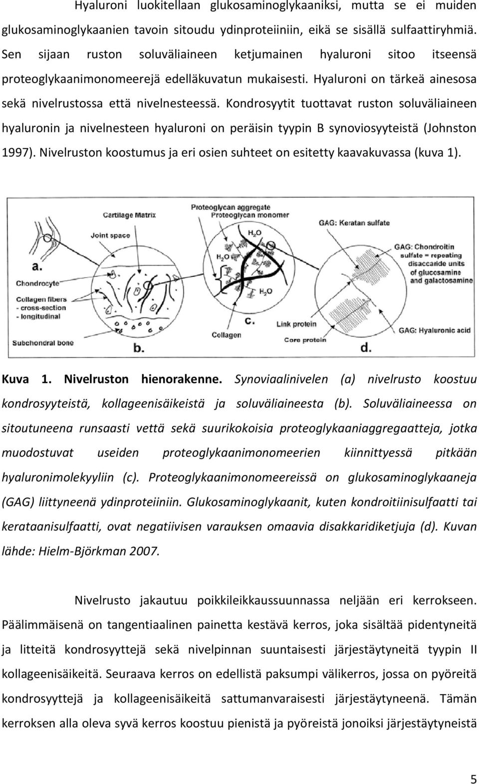 Kondrosyytit tuottavat ruston soluväliaineen hyaluronin ja nivelnesteen hyaluroni on peräisin tyypin B synoviosyyteistä (Johnston 1997).