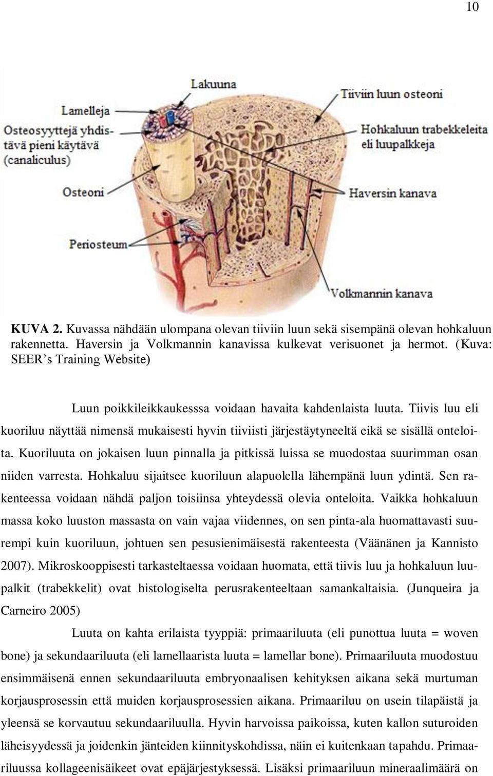 Tiivis luu eli kuoriluu näyttää nimensä mukaisesti hyvin tiiviisti järjestäytyneeltä eikä se sisällä onteloita.