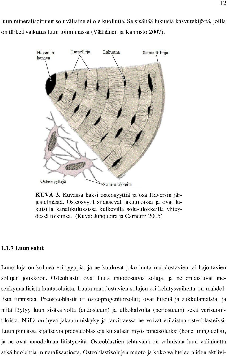 (Kuva: Junqueira ja Carneiro 2005) 1.1.7 Luun solut Luusoluja on kolmea eri tyyppiä, ja ne kuuluvat joko luuta muodostavien tai hajottavien solujen joukkoon.