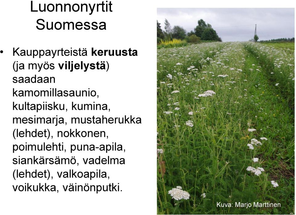 nokkonen, poimulehti, puna-apila, siankärsämö, vadelma (lehdet), valkoapila,