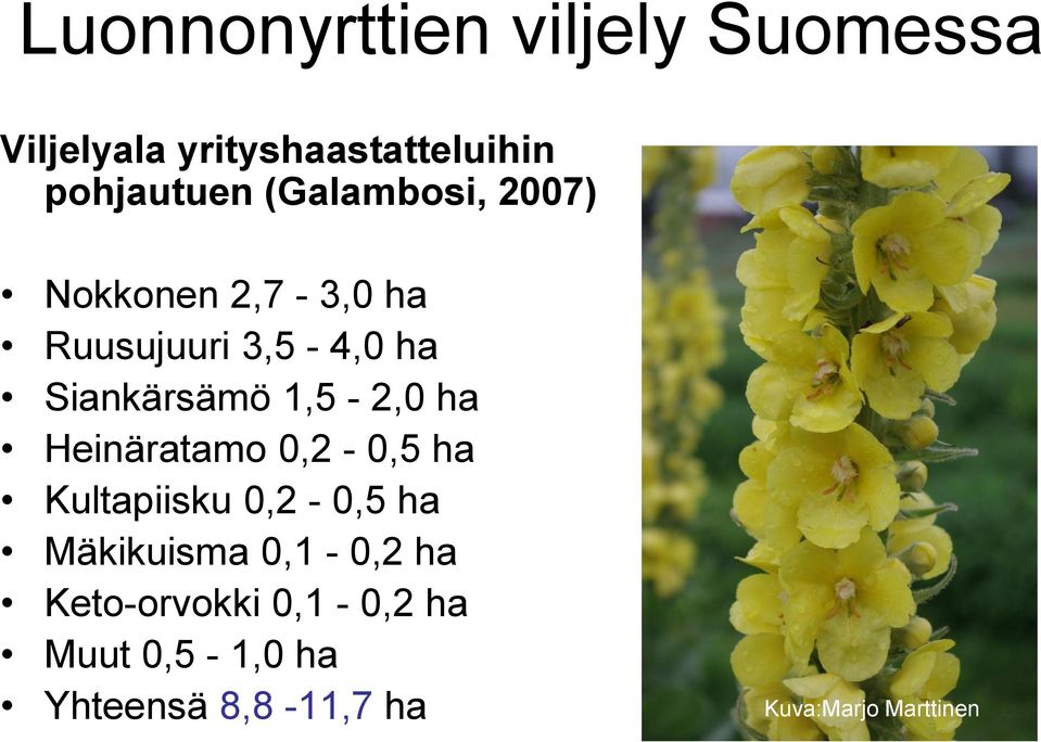 Kultapiisku 0,2-0,5 ha Mäkikuisma 0,1-0,2 ha Keto-orvokki 0,1-0,2 ha Muut 0,5-1,0 ha