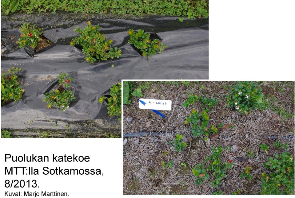 Sotkamossa,
