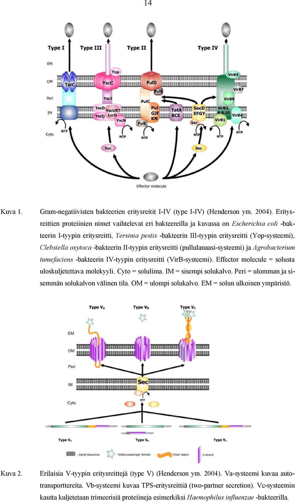 Clebsiella oxytoca -bakteerin II-tyypin eritysreitti (pullulanaasi-systeemi) ja Agrobacterium tumefaciens -bakteerin IV-tyypin eritysreitti (VirB-systeemi).