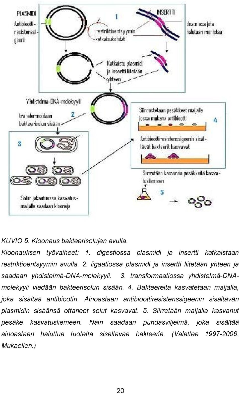 4. Bakteereita kasvatetaan maljalla, joka sisältää antibiootin. Ainoastaan antibioottiresistenssigeenin sisältävän plasmidin sisäänsä ottaneet solut kasvavat. 5.