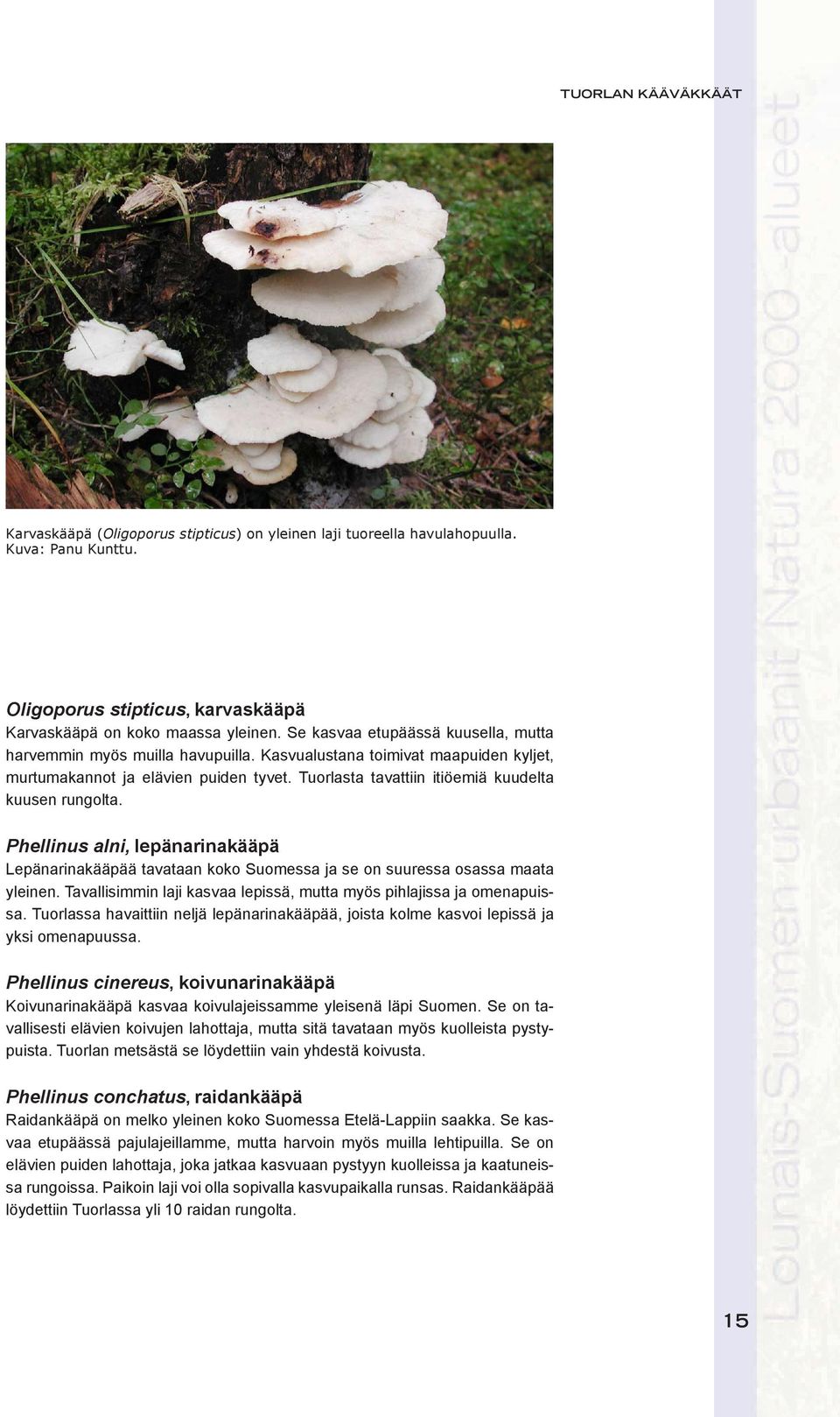 Tuorlasta tavattiin itiöemiä kuudelta kuusen rungolta. Phellinus alni, lepänarinakääpä Lepänarinakääpää tavataan koko Suomessa ja se on suuressa osassa maata yleinen.