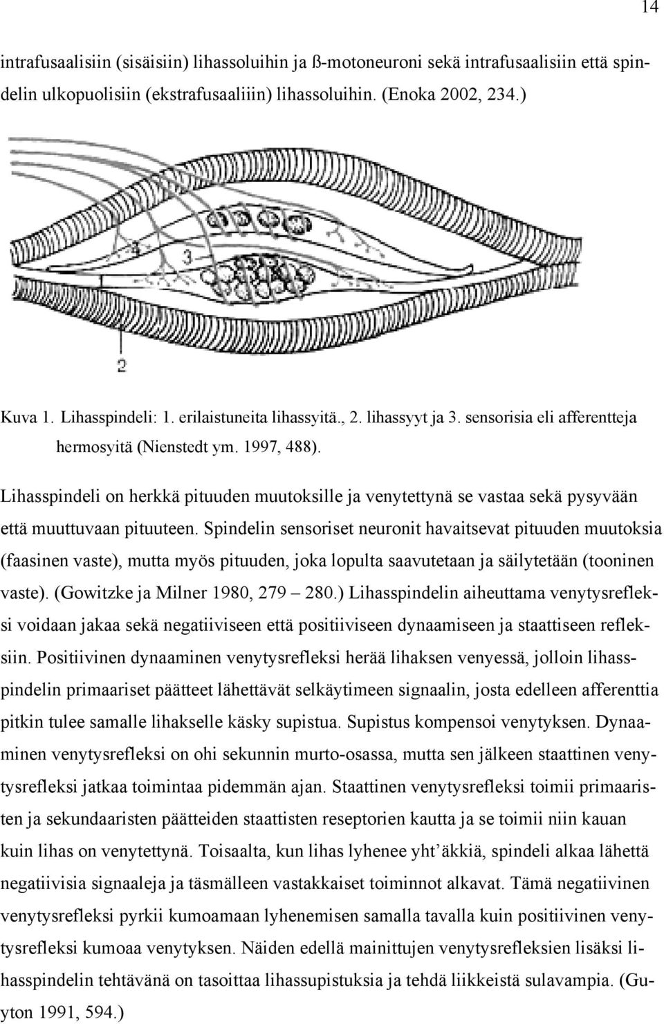 Lihasspindeli on herkkä pituuden muutoksille ja venytettynä se vastaa sekä pysyvään että muuttuvaan pituuteen.