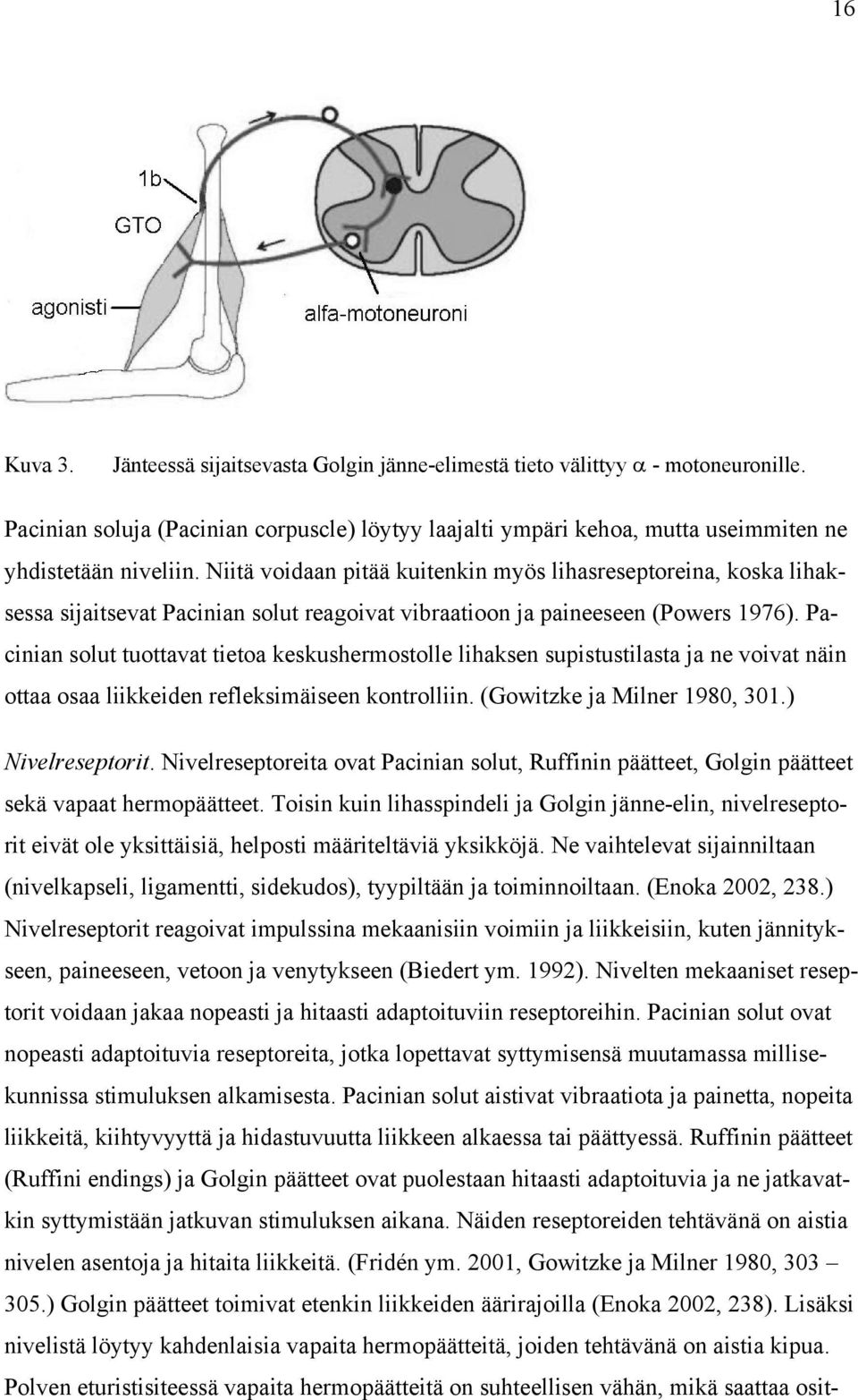 Pacinian solut tuottavat tietoa keskushermostolle lihaksen supistustilasta ja ne voivat näin ottaa osaa liikkeiden refleksimäiseen kontrolliin. (Gowitzke ja Milner 1980, 301.) Nivelreseptorit.