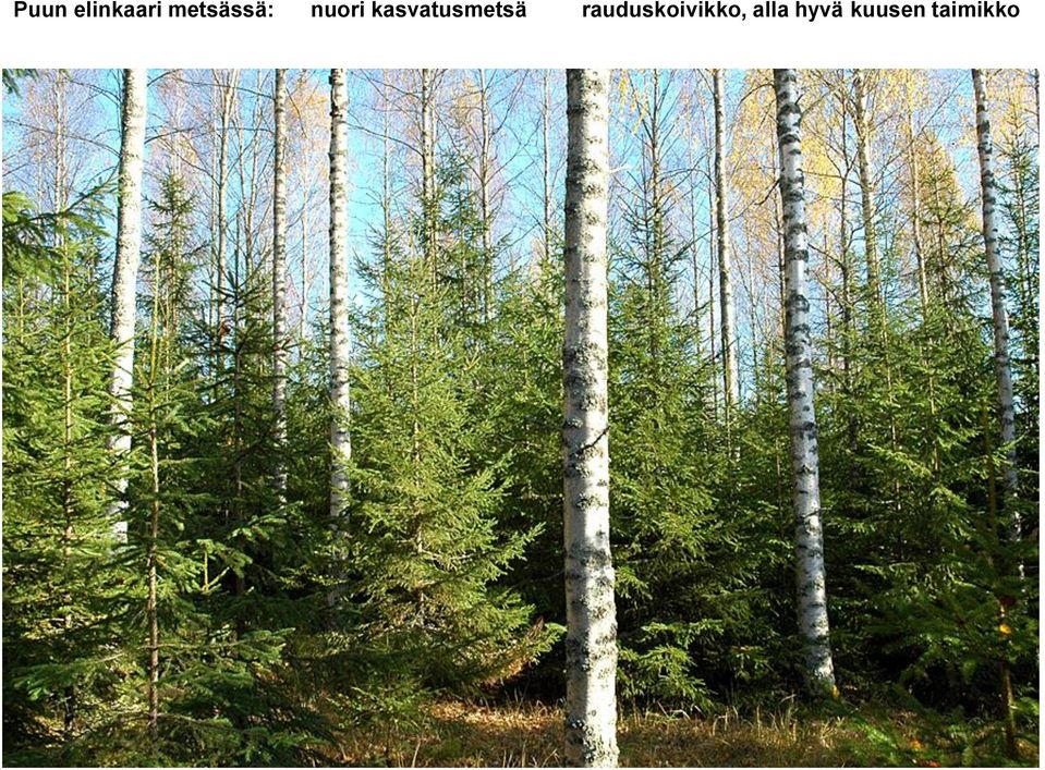 kasvatusmetsä