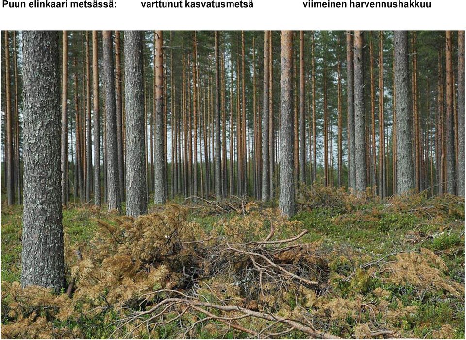 varttunut
