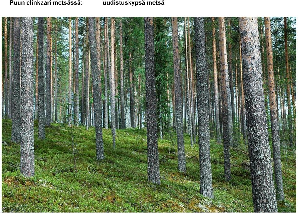 metsässä: