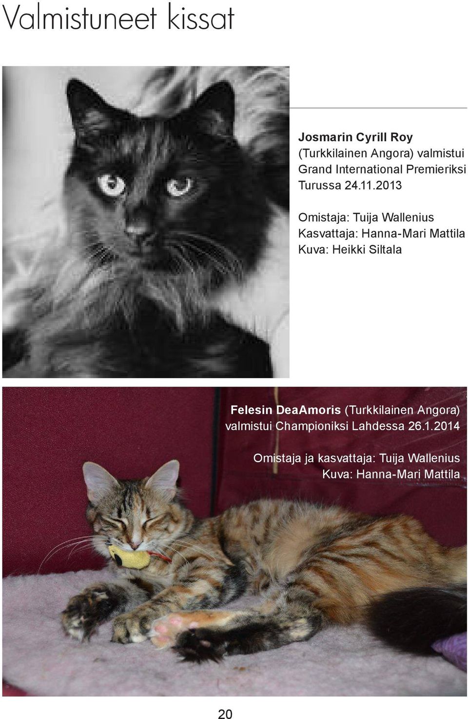 2013 Omistaja: Tuija Wallenius Kasvattaja: Hanna-Mari Mattila Kuva: Heikki Siltala