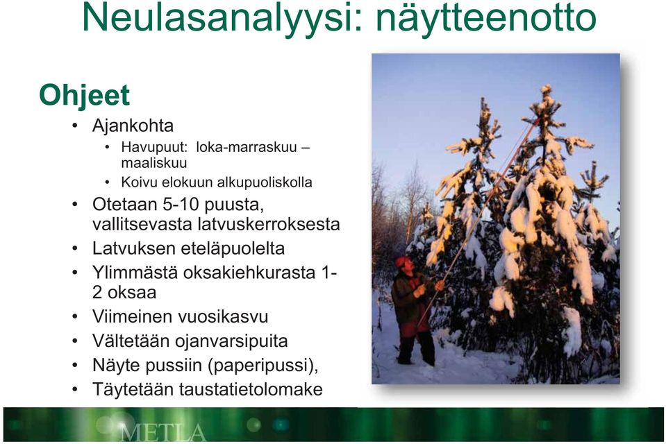 latvuskerroksesta Latvuksen eteläpuolelta Ylimmästä oksakiehkurasta 1-2 oksaa