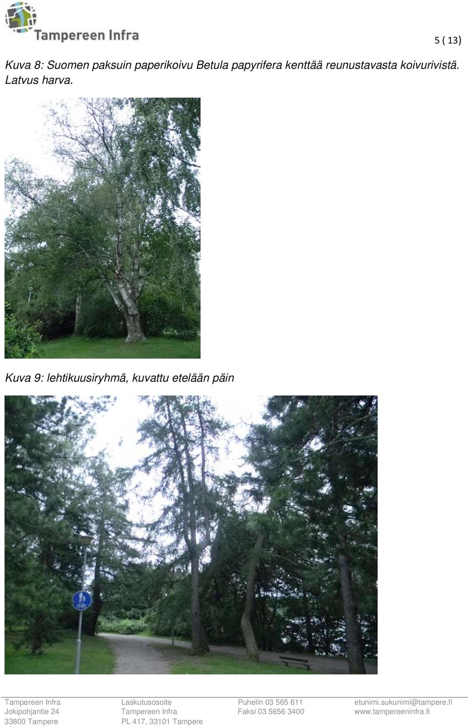 reunustavasta koivurivistä.