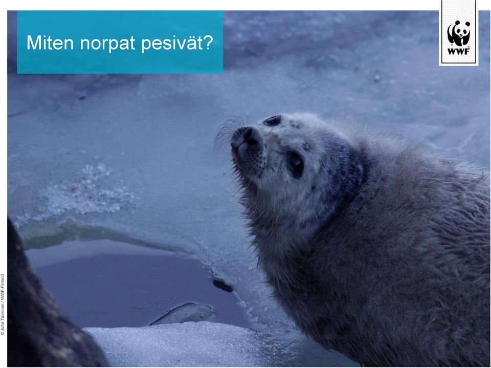 WWF-Finland