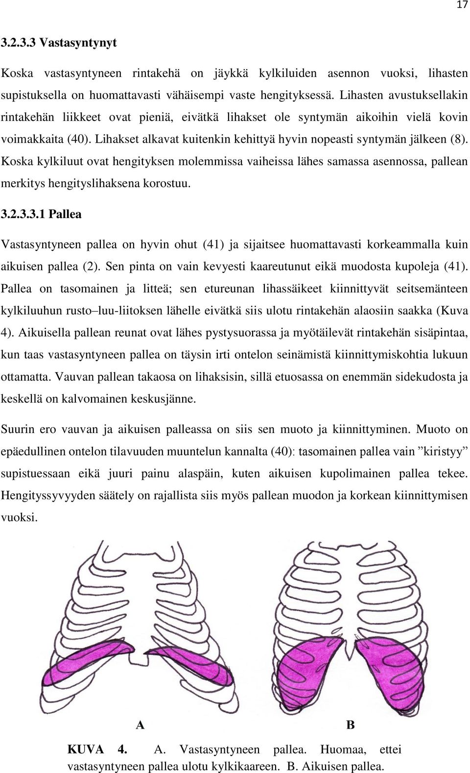 Koska kylkiluut ovat hengityksen molemmissa vaiheissa lähes samassa asennossa, pallean merkitys hengityslihaksena korostuu. 3.