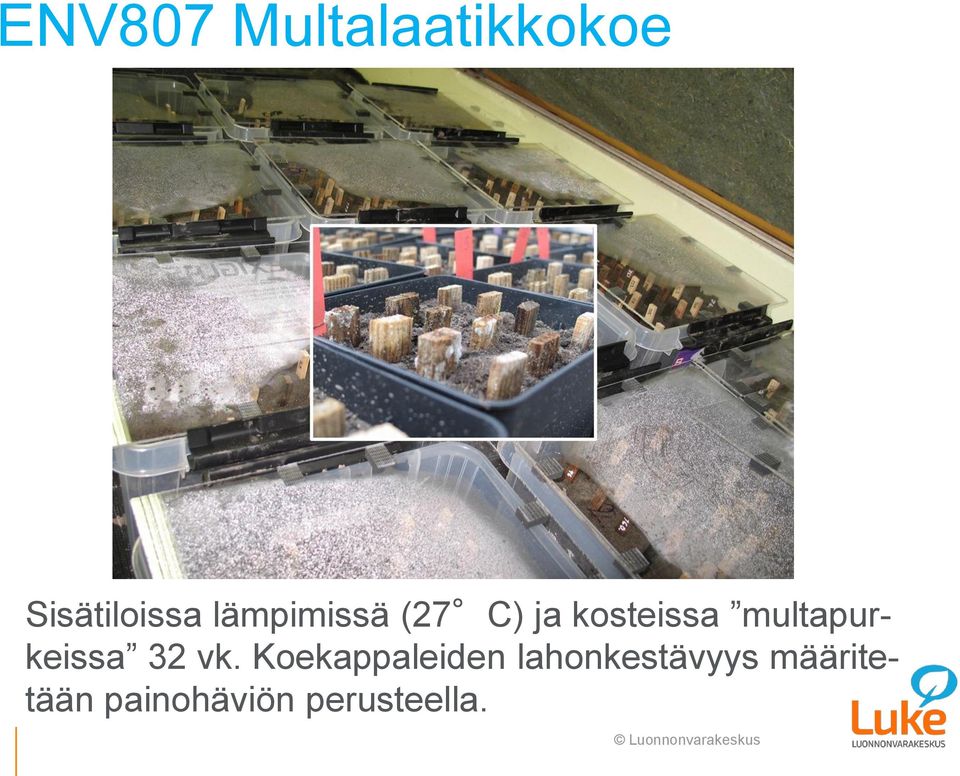 multapurkeissa 32 vk.