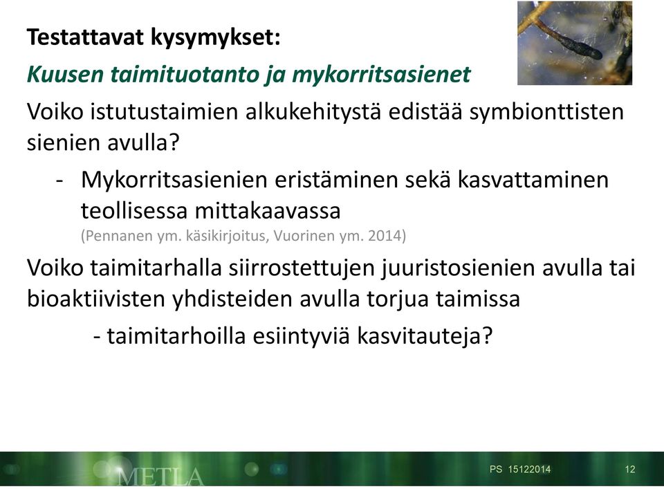 - Mykorritsasienien eristäminen sekä kasvattaminen teollisessa mittakaavassa (Pennanen ym.