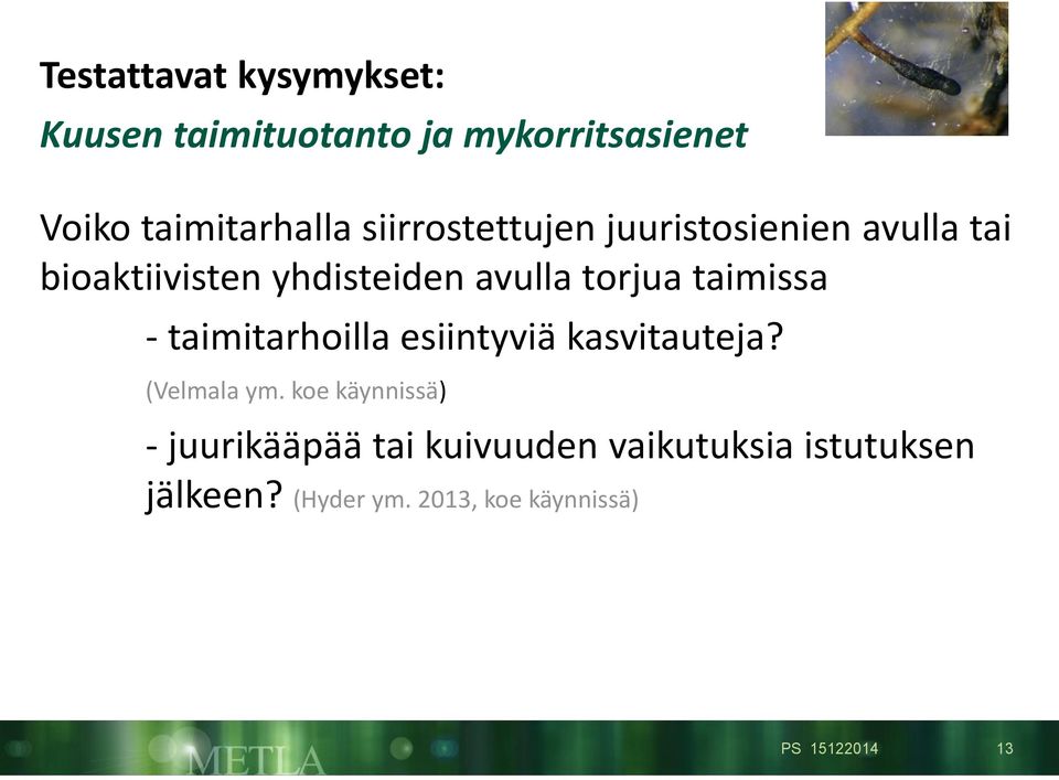 taimissa - taimitarhoilla esiintyviä kasvitauteja? (Velmala ym.