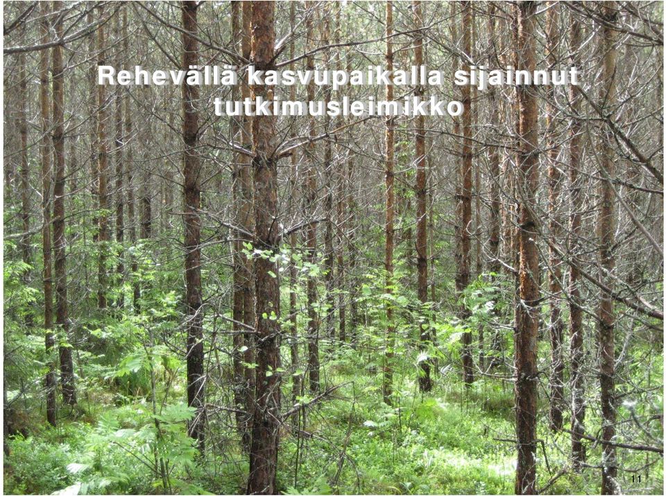 Kalle Integroidun Kärhä &