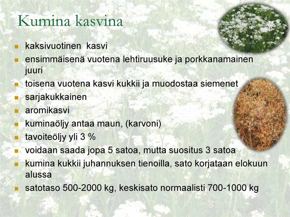 maun, (karvoni) tavoiteöljy yli 3 % voidaan saada jopa 5 satoa, mutta suositus 3 satoa kumina