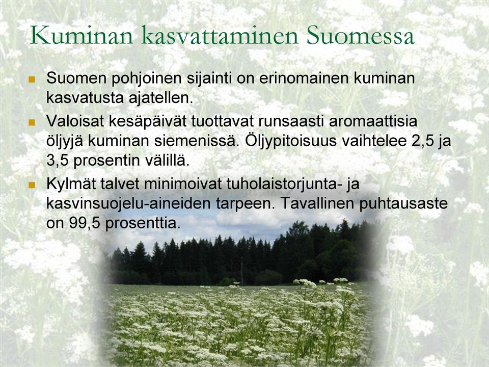 Valoisat kesäpäivät tuottavat runsaasti aromaattisia öljyjä kuminan siemenissä.