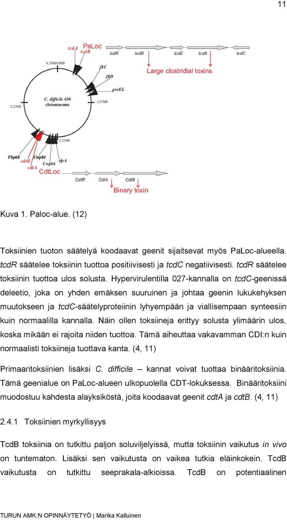 Hypervirulentilla 027-kannalla on tcdc-geenissä deleetio, joka on yhden emäksen suuruinen ja johtaa geenin lukukehyksen muutokseen ja tcdc-säätelyproteiinin lyhyempään ja viallisempaan synteesiin