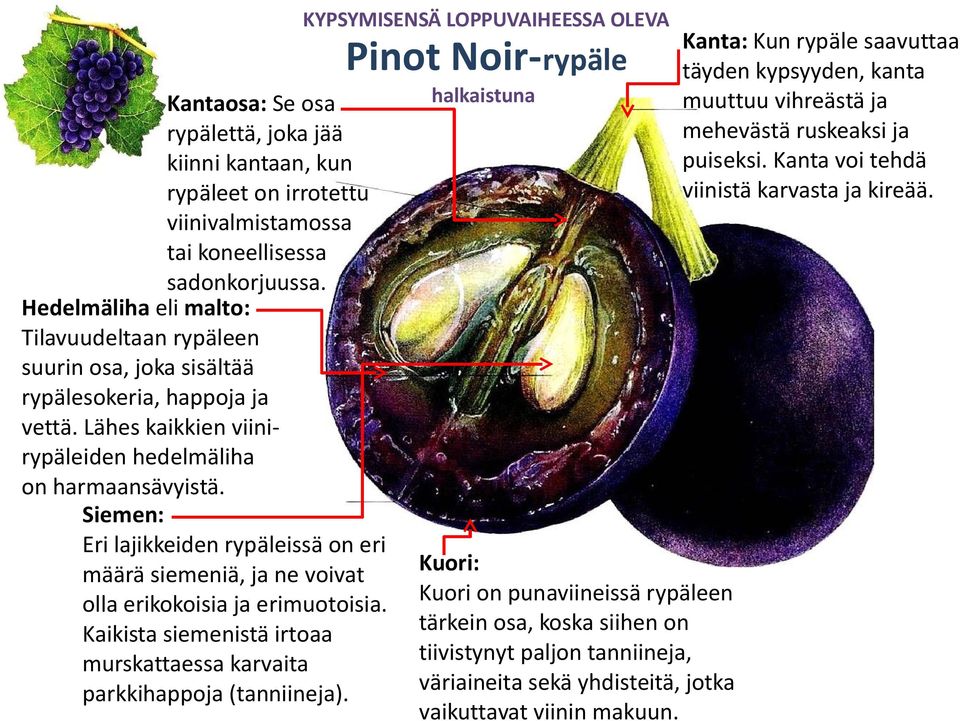 Siemen: Eri lajikkeiden rypäleissä on eri määrä siemeniä, ja ne voivat olla erikokoisia ja erimuotoisia. Kaikista siemenistä irtoaa murskattaessa karvaita parkkihappoja (tanniineja).