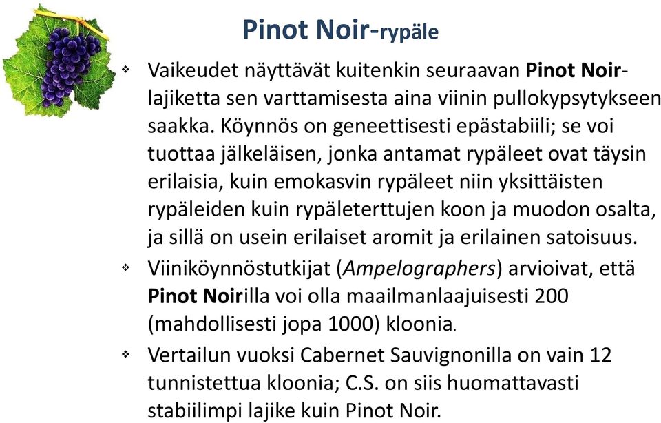 kuin rypäleterttujen koon ja muodon osalta, ja sillä on usein erilaiset aromit ja erilainen satoisuus.