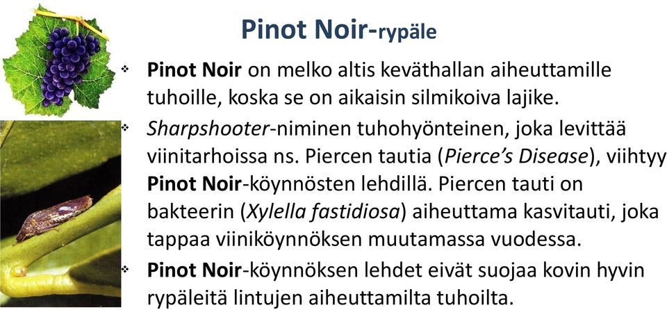 Piercen tautia (Pierce s Disease), viihtyy Pinot Noir-köynnösten lehdillä.