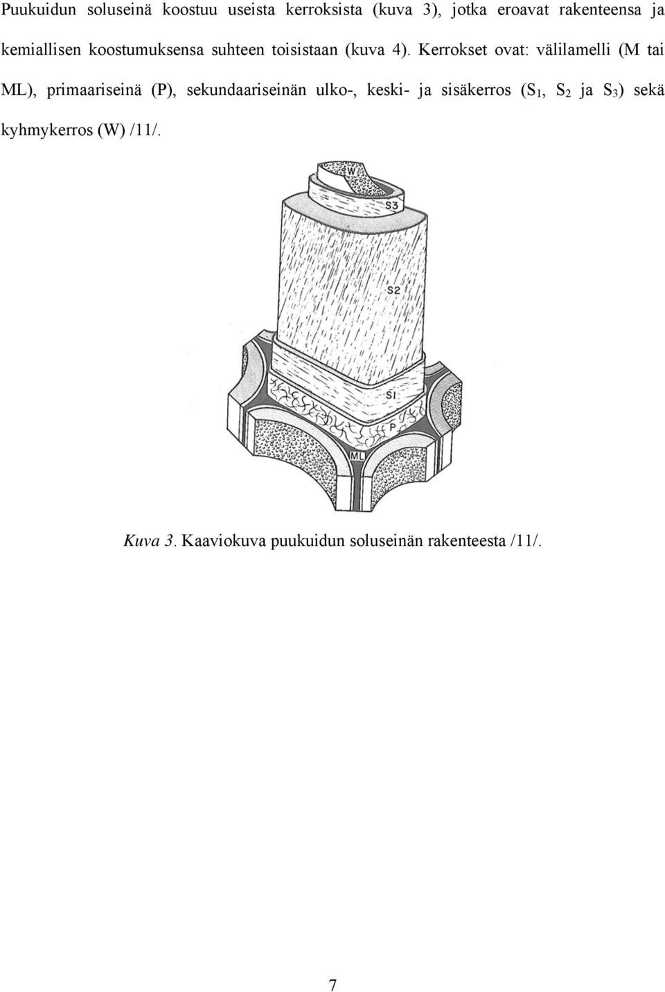 Kerrokset ovat: välilamelli (M tai ML), primaariseinä (P), sekundaariseinän ulko-,