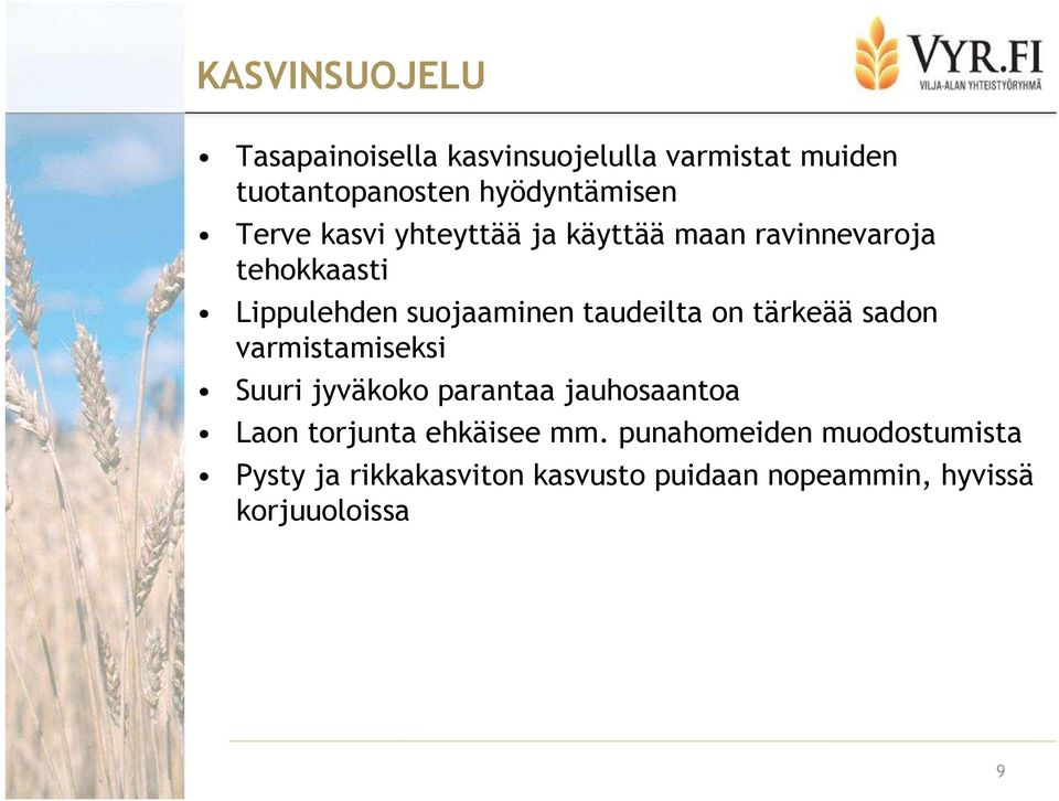 on tärkeää sadon varmistamiseksi Suuri jyväkoko parantaa jauhosaantoa Laon torjunta ehkäisee mm.