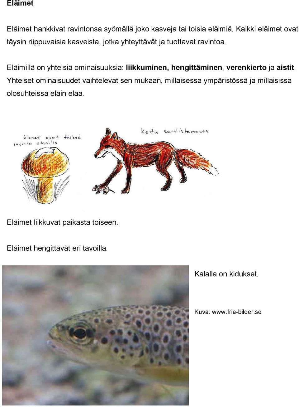 Eläimillä on yhteisiä ominaisuuksia: liikkuminen, hengittäminen, verenkierto ja aistit.