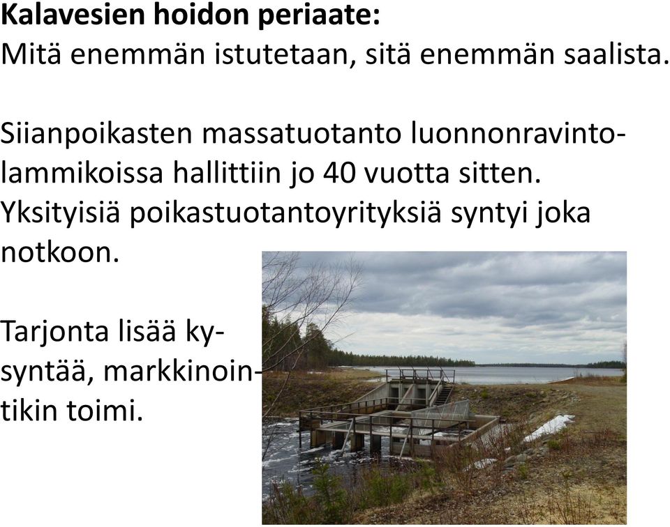 Siianpoikasten massatuotanto luonnonravintolammikoissa hallittiin