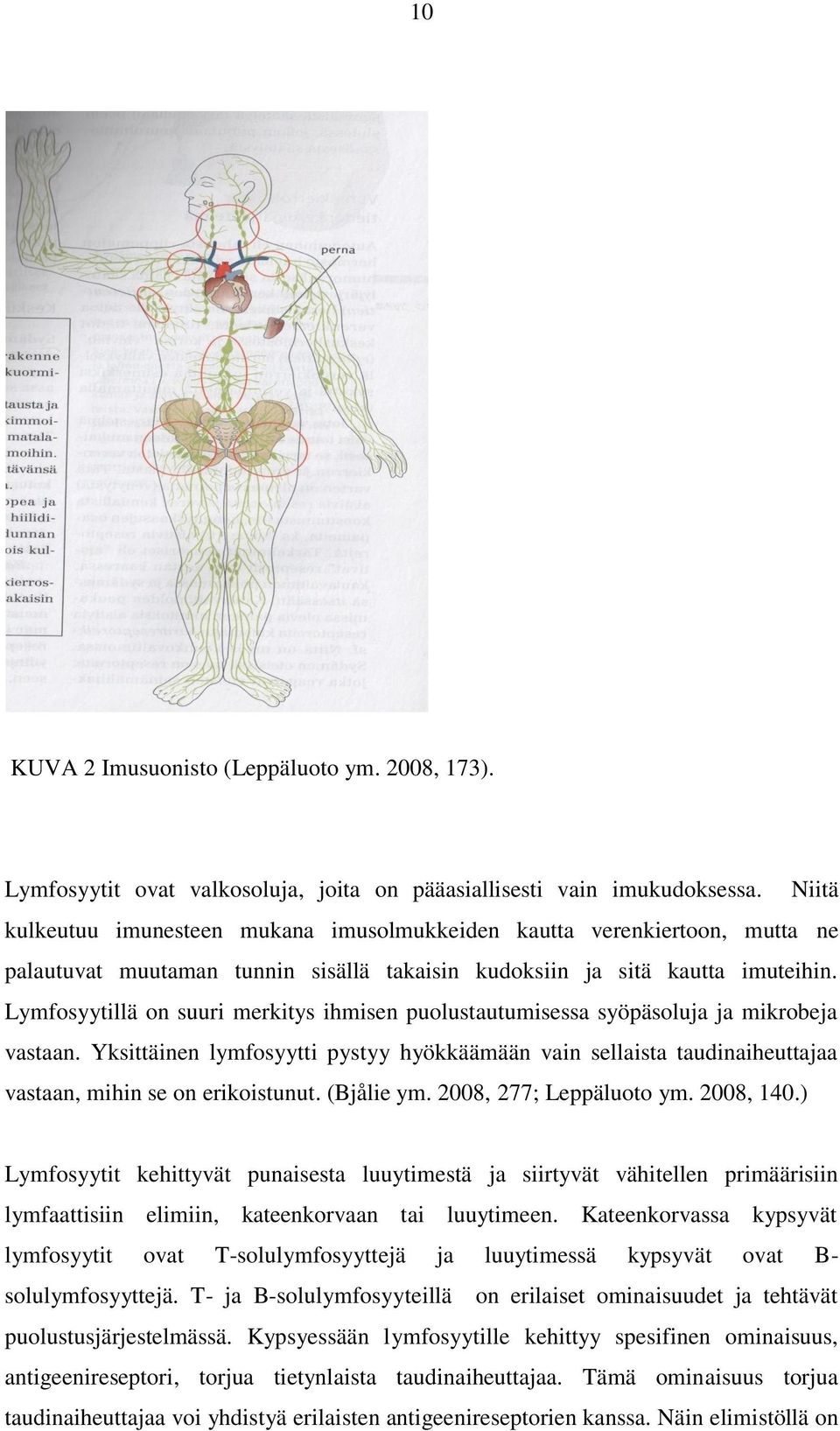 Lymfosyytillä on suuri merkitys ihmisen puolustautumisessa syöpäsoluja ja mikrobeja vastaan.