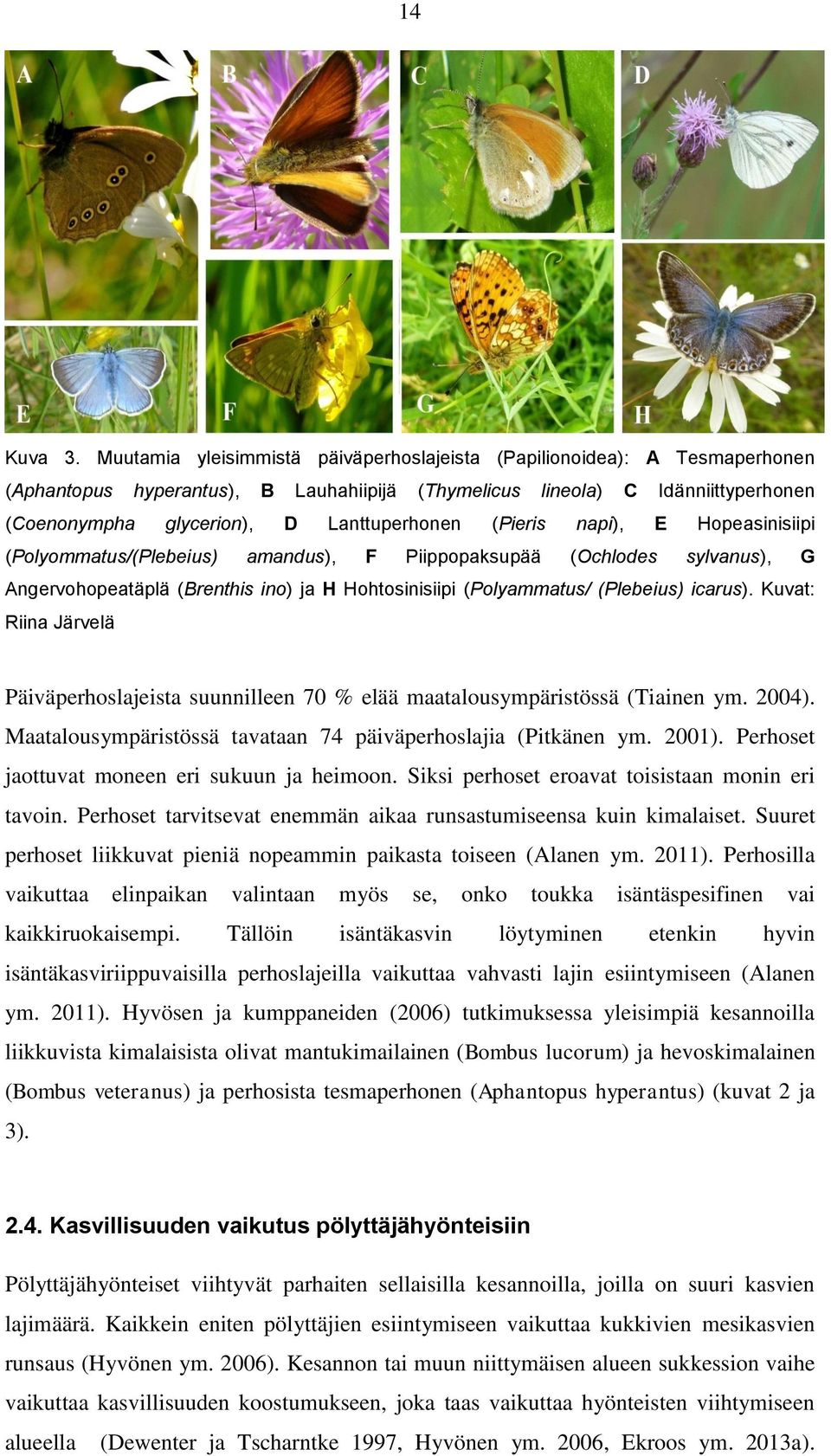(Pieris napi), E Hopeasinisiipi (Polyommatus/(Plebeius) amandus), F Piippopaksupää (Ochlodes sylvanus), G Angervohopeatäplä (Brenthis ino) ja H Hohtosinisiipi (Polyammatus/ (Plebeius) icarus).