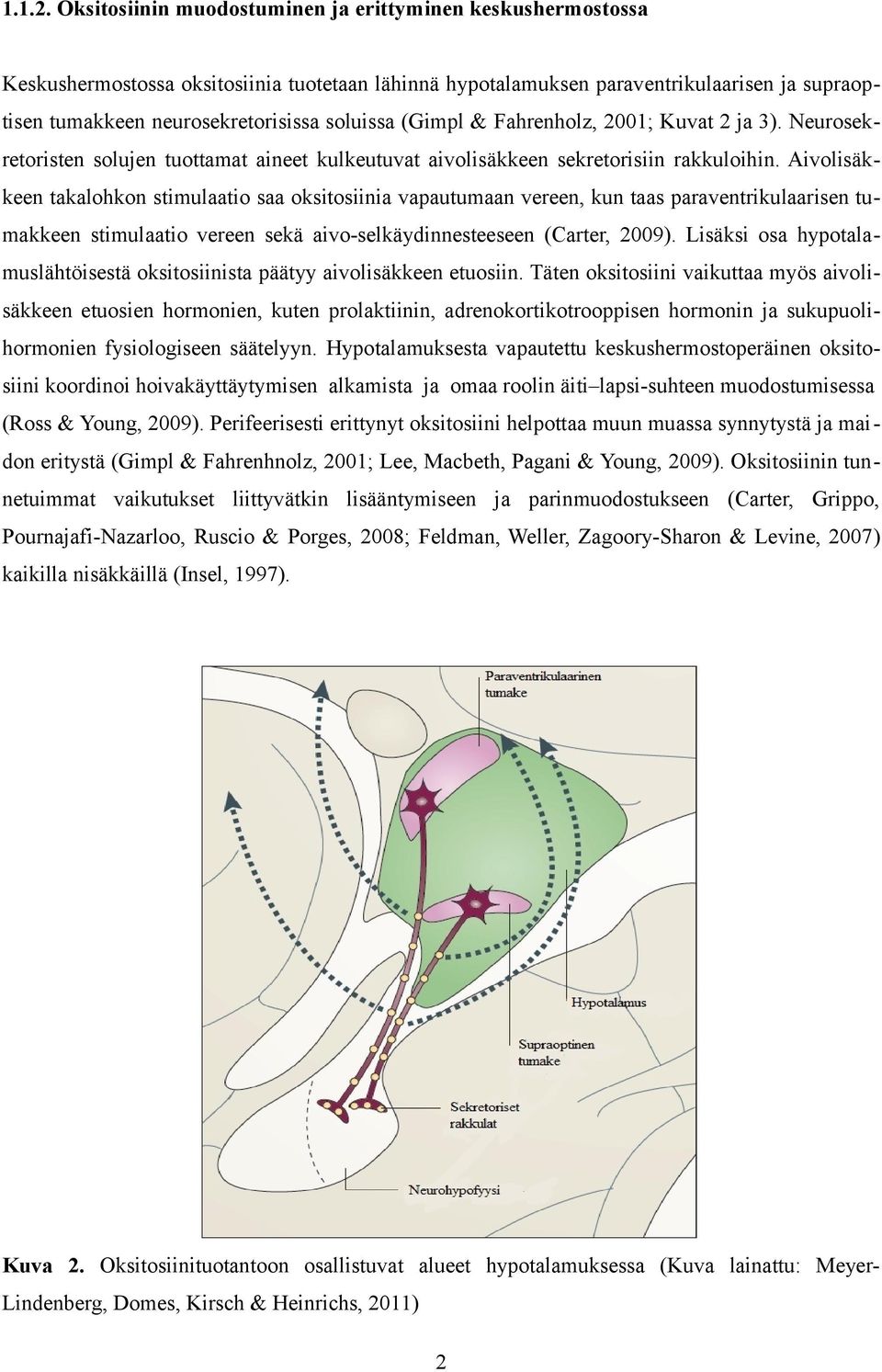 (Gimpl & Fahrenholz, 2001; Kuvat 2 ja 3). Neurosekretoristen solujen tuottamat aineet kulkeutuvat aivolisäkkeen sekretorisiin rakkuloihin.