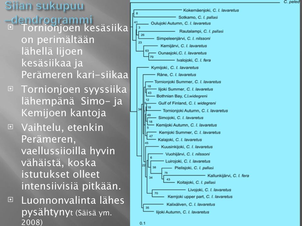 Vaihtelu, etenkin Perämeren, vaellussiioilla hyvin vähäistä, koska
