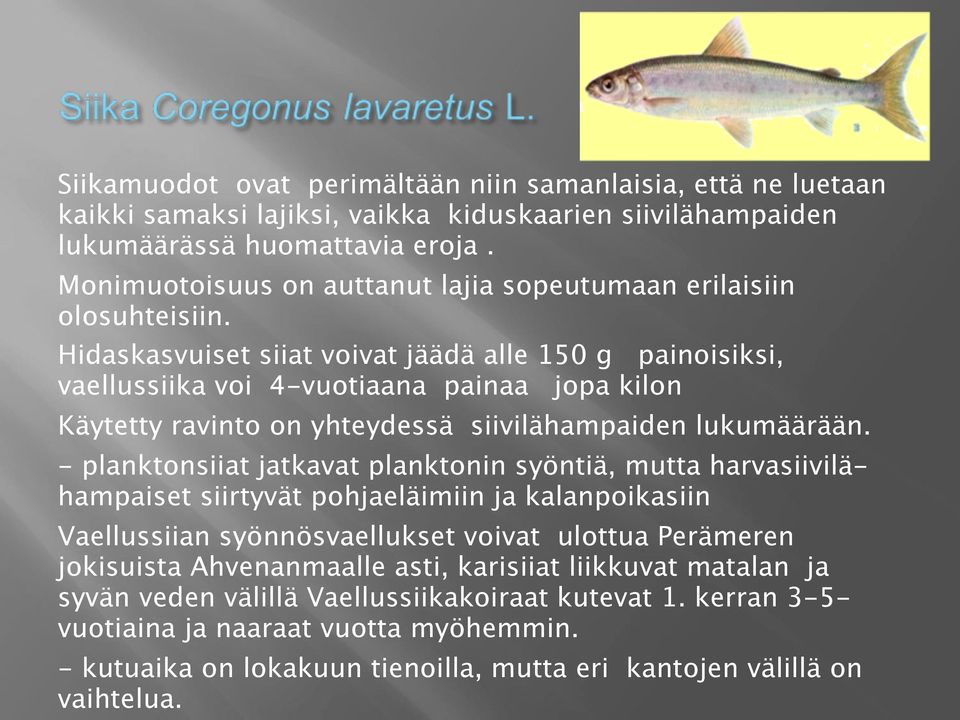 Hidaskasvuiset siiat voivat jäädä alle 150 g painoisiksi, vaellussiika voi 4-vuotiaana painaa jopa kilon Käytetty ravinto on yhteydessä siivilähampaiden lukumäärään.