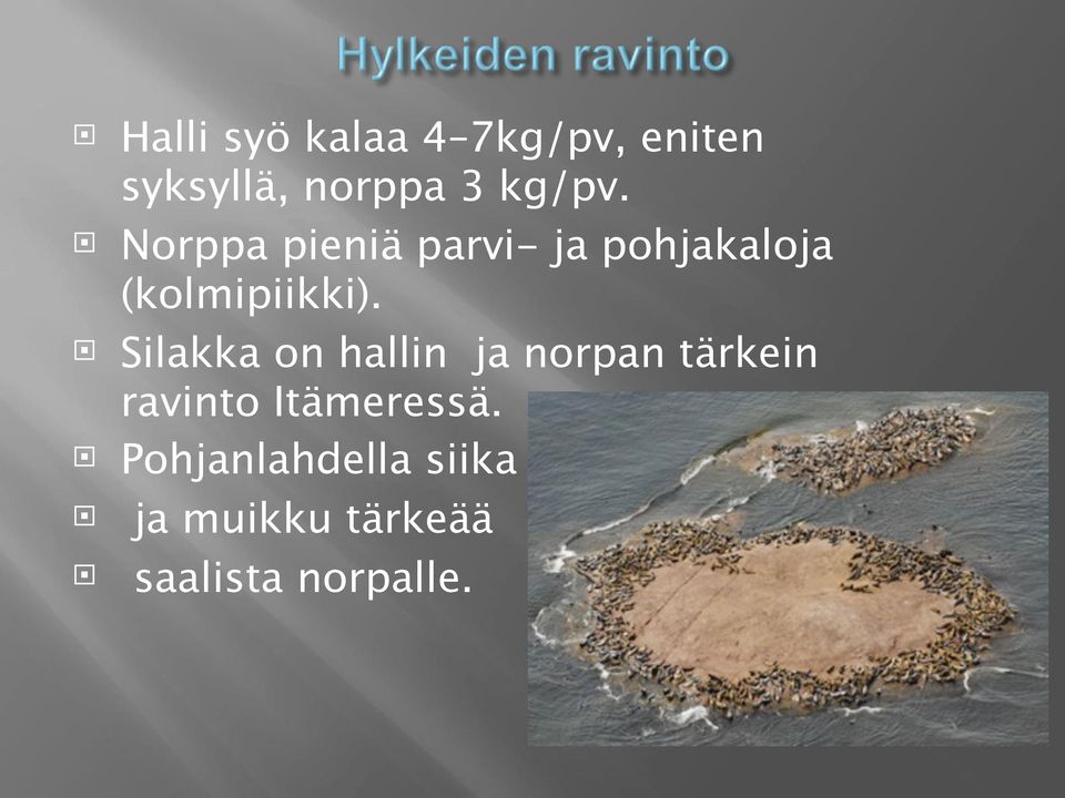 Norppa pieniä parvi- ja pohjakaloja (kolmipiikki).